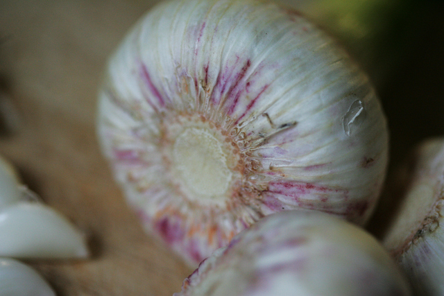 Spring wet garlic